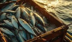 Marine and Fisheries image